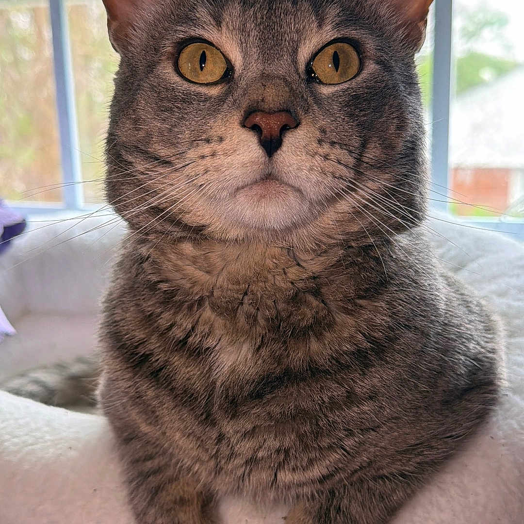 Tony Calderon joined the competition — help win amazing prizes! animal, cat, cozy, domestic_animal, ears, feline, fur, golden_eyes, home, indoor, paws, perch, pet, portrait, relaxed, resting, soft_light, tabby_cat, whiskers, window