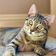 Honey joined the competition — help win amazing prizes! cat, tabby, pet, animal, feline, indoor, curious, golden_eyes, whiskers, paw, carpet, relaxed, portrait, closeup, laying_down, soft_light, ears, fur, striped, domestic_cat