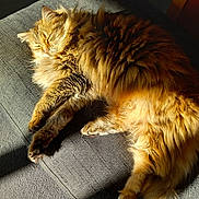 Mia a rejoint le concours — aidez-le/la à gagner de superbes lots ! cat, fluffy, sleeping, sunlight, cushion, gray, indoor, pet, relaxed, cozy, furry, paw, tail, tabby, animal, fur, home, resting, cute, domestic