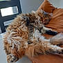 Mia a rejoint le concours — aidez-le/la à gagner de superbes lots ! cat, fluffy, relaxed, cushion, orange, fur, indoor, pet, sleepy, paw, table, chair, window, daylight, feline, cozy, resting, domestic, animal, cute