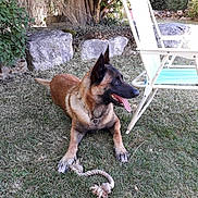 Gold a rejoint le concours — aidez-le/la à gagner de superbes lots ! dog, rope_toy, grass, chair, outdoor, garden, tree, rocks, pet, animal, canine, collar, playful, summer, daylight, nature, relaxing, tongue_out, fur, ears