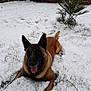 Gold participe au concours pour gagner de l'argent avec cette photo : dog, belgian_malinois, snow, grass, plant, outdoor, winter, animal, canine, tongue_out, lying_down, pet, nature, cold, playful, fur, ears, background, shed, happy