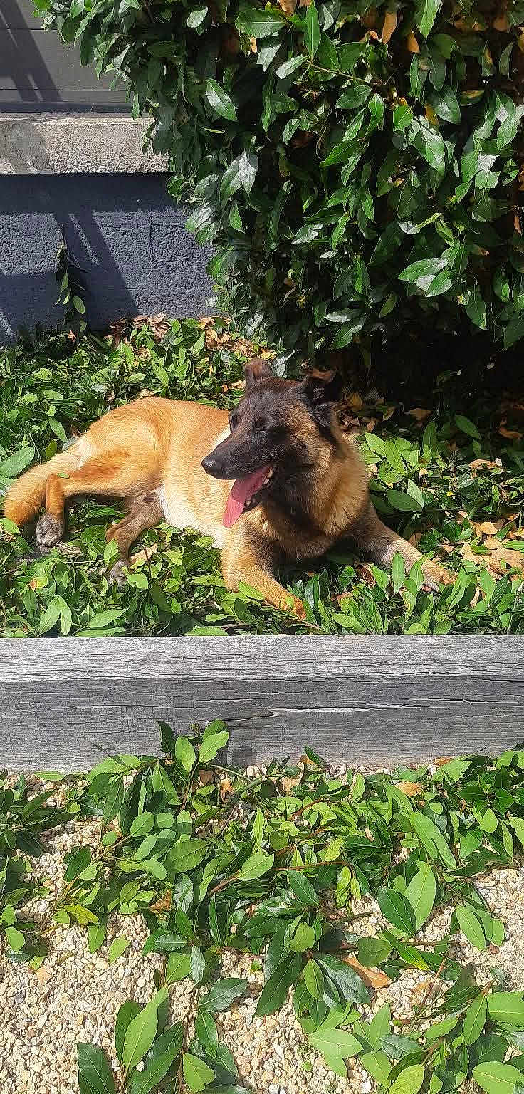 Gold participe au concours pour gagner de l'argent avec cette photo : dog, canine, laying_down, outdoor, sunlight, greenery, leaves, garden, plant, wood, nature, pet, animal, tongue_out, relaxed, shadow, daylight, fur, tongue, happy