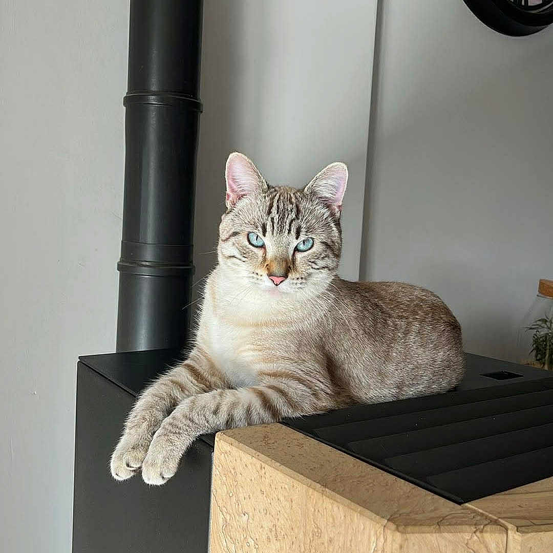 Arrow participe au concours pour gagner de l'argent avec cette photo : cat, blue_eyes, indoor, stove, clock, feline, relaxed, modern, black, beige, wall, home, pet, lounging, portrait, animal, cute, domestic_cat, resting, cozy