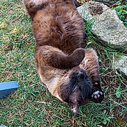 Nino a rejoint le concours — aidez-le/la à gagner de superbes lots ! cat, brown_cat, grass, outdoor, relaxed, playful, animal, pet, paw, fur, nature, stone, greenery, lying_down, mammal, cute, whiskers, ears, ground, daylight