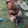 cat, brown_cat, grass, outdoor, relaxed, playful, animal, pet, paw, fur, nature, stone, greenery, lying_down, mammal, cute, whiskers, ears, ground, daylight