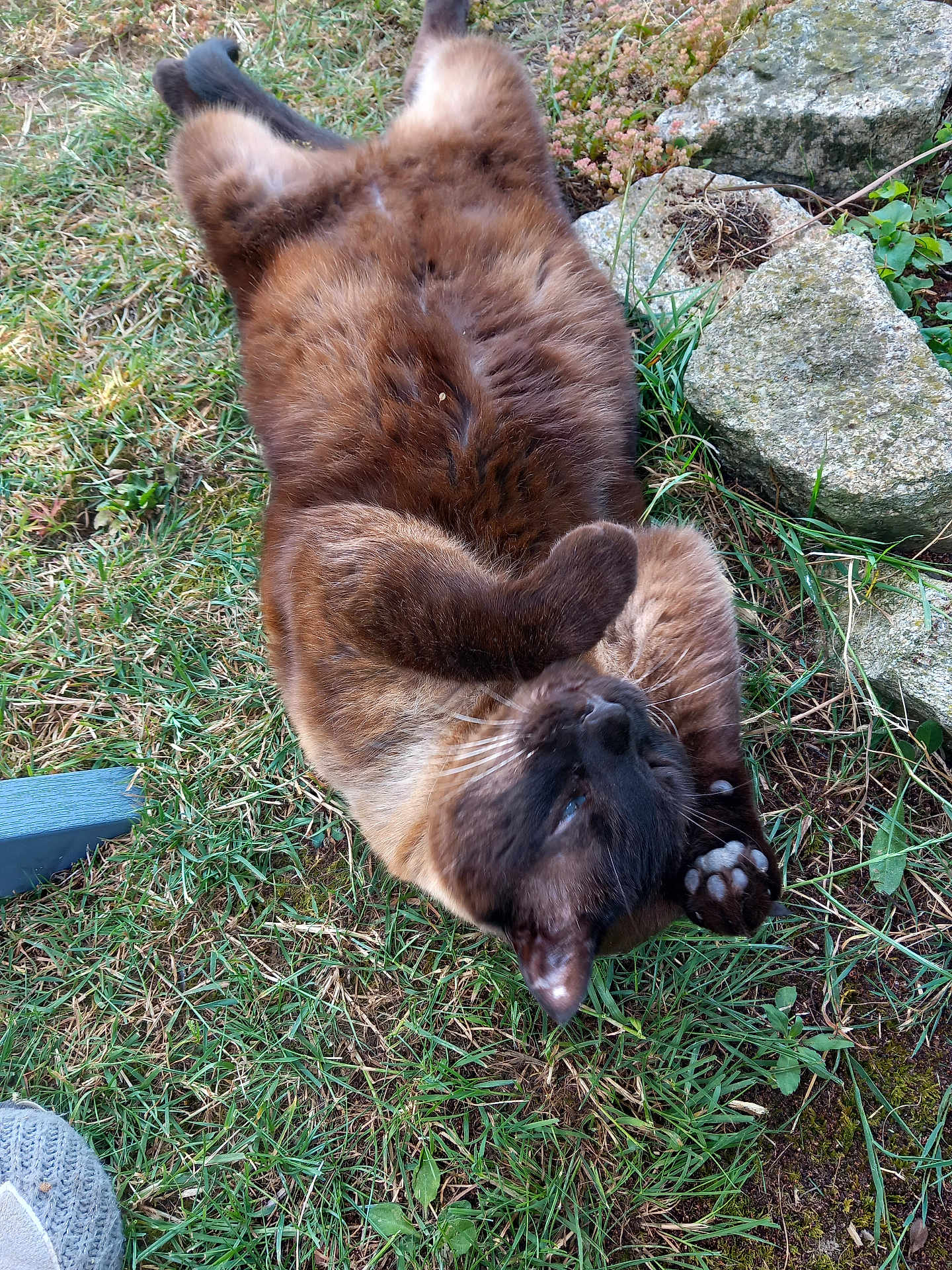 Nino a rejoint le concours — aidez-le/la à gagner de superbes lots ! cat, brown_cat, grass, outdoor, relaxed, playful, animal, pet, paw, fur, nature, stone, greenery, lying_down, mammal, cute, whiskers, ears, ground, daylight
