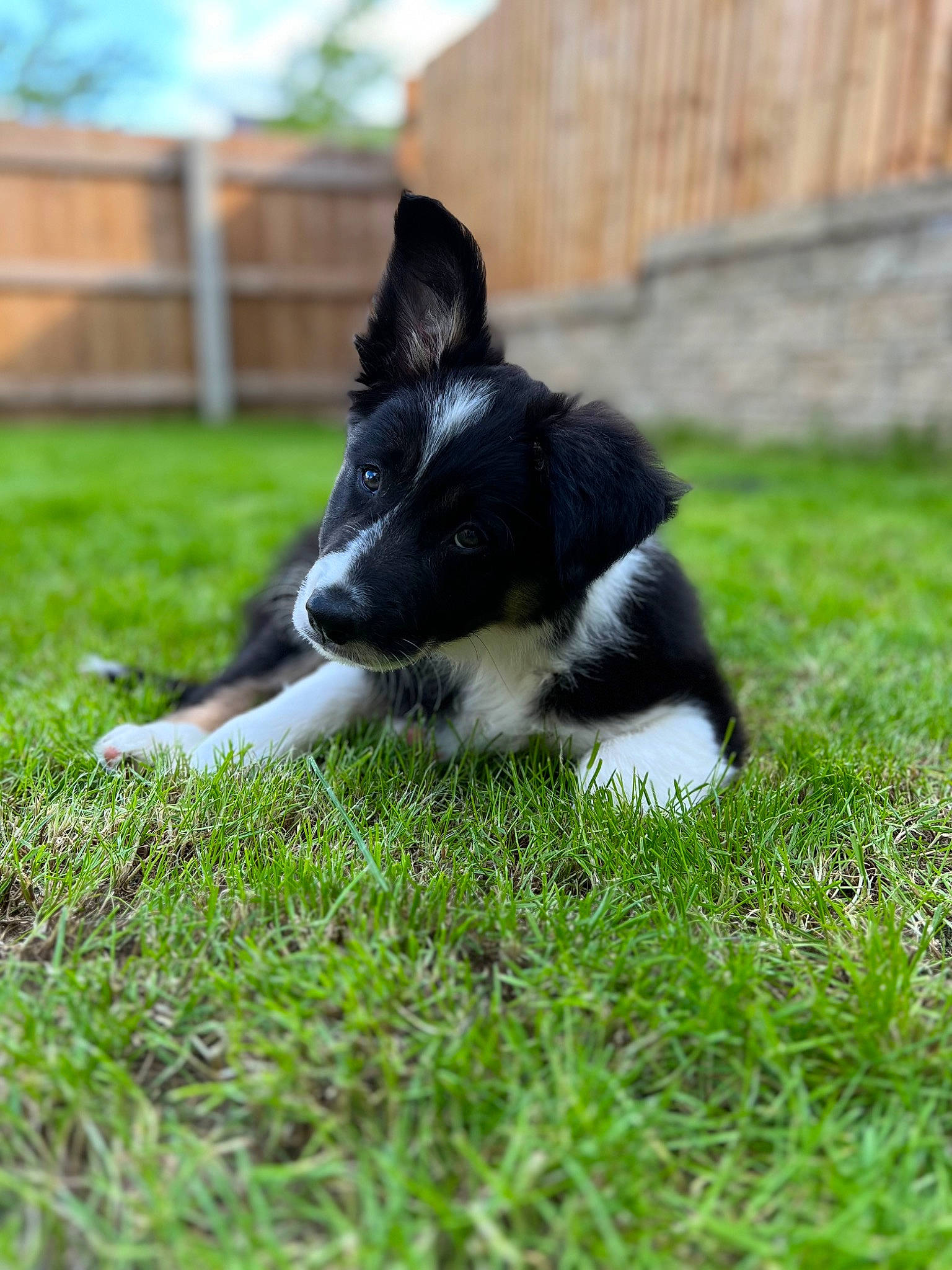 Jesse is registered to the contest to win money with this photo: border_collie, canidae, carnivore, companion_dog, dog, dog_breed, dog_sports, grass, groundcover, herding_dog, plant, sporting_group, tail, working_dog