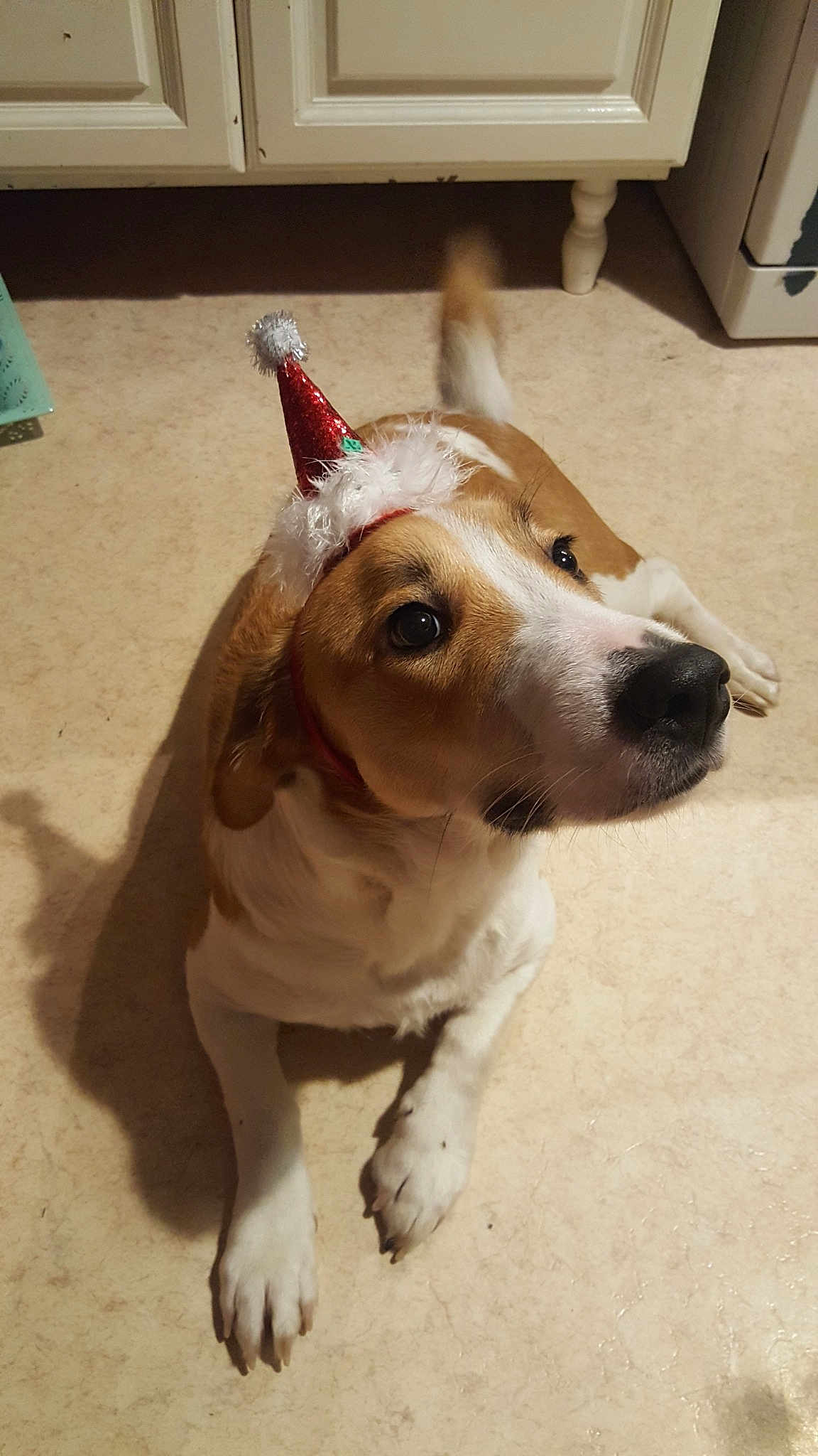 Marley participe au concours pour gagner de l'argent avec cette photo : beagle, carnivoran, dog, dog_breed, dog_breed_group, dog_like_mammal, ear, hound, snout