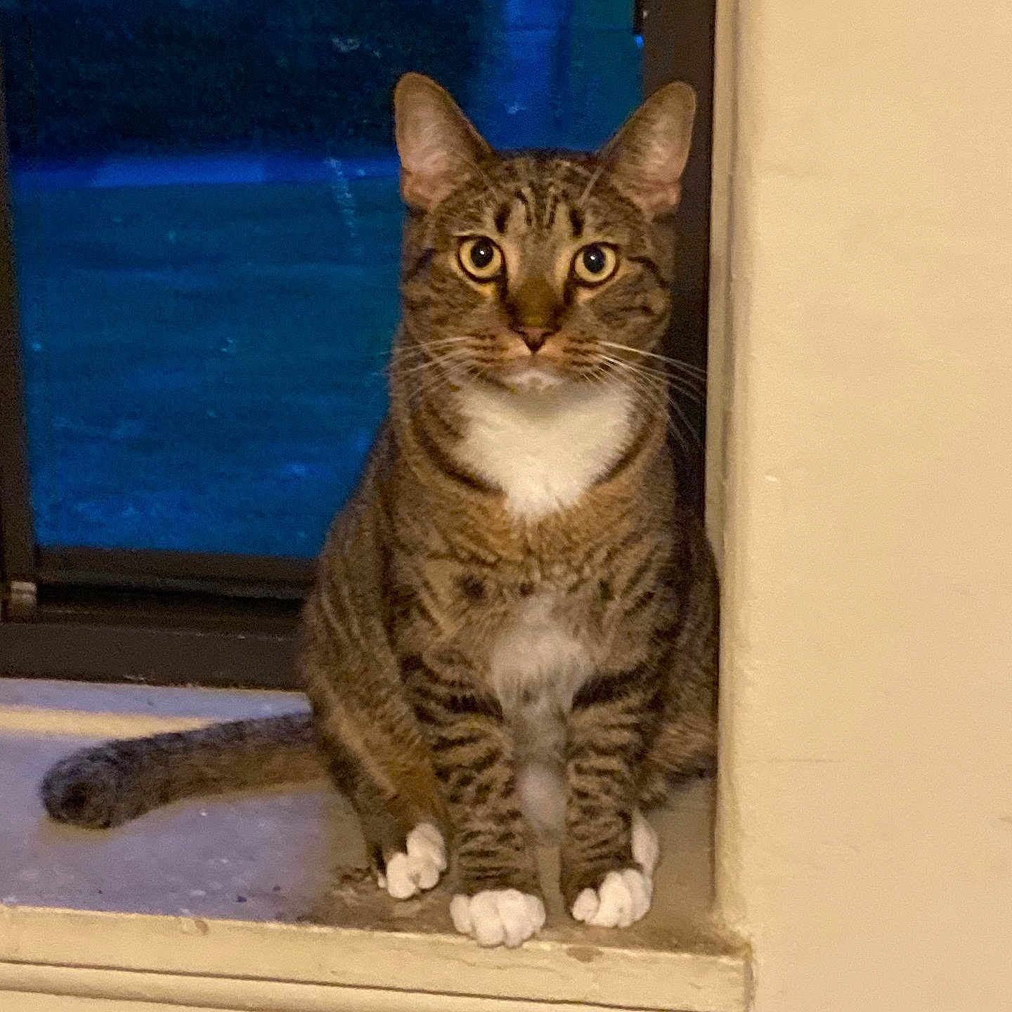 Neptune is registered to the contest to win money with this photo: cat, tabby, animal, pet, windowsill, indoor, night, curious, white_paws, white_chest, feline, looking, sitting, window, domestic, mammal, whiskers, ears, tail, alert