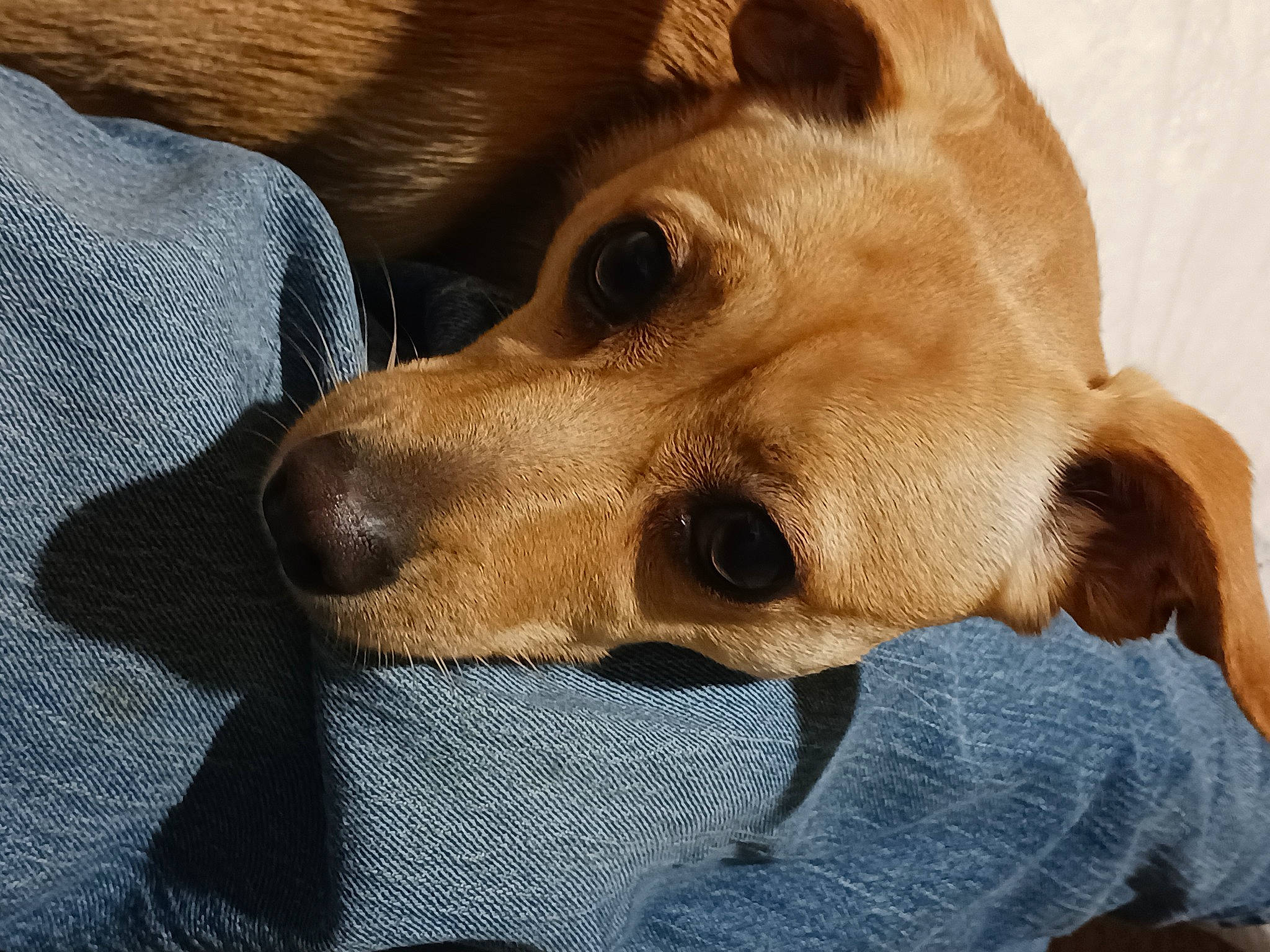 Peppa is registered to the contest to win money with this photo: canidae, carnivore, comfort, companion_dog, dog, dog_breed, ear, fawn, fur, non_sporting_group, snout, sporting_group, terrestrial_animal, whiskers, working_animal