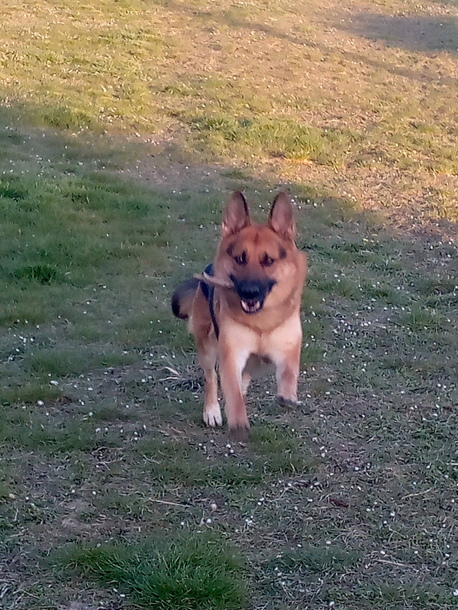Rock participe au concours pour gagner de l'argent avec cette photo : canidae, carnivore, companion_dog, dog, dog_breed, dog_supply, fawn, german_spitz_mittel, grass, grassland, herding_dog, plant, snout, spitz, sporting_group, tail, terrestrial_animal, tree, working_animal, working_dog