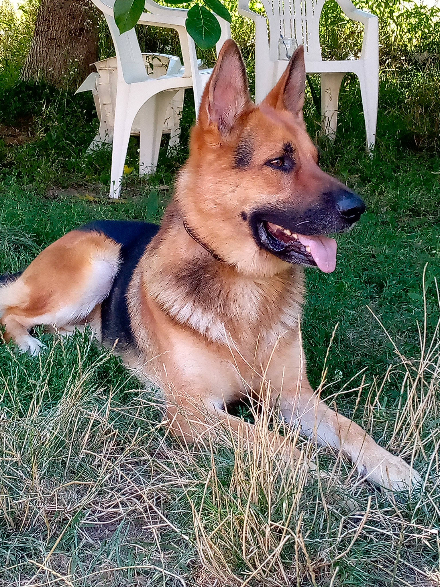 Rock a rejoint le concours — aidez-le/la à gagner de superbes lots ! canidae, carnivore, chair, collar, companion_dog, dog, dog_breed, fawn, grass, herding_dog, outdoor_furniture, plant, snout, sporting_group, tail, working_animal, working_dog