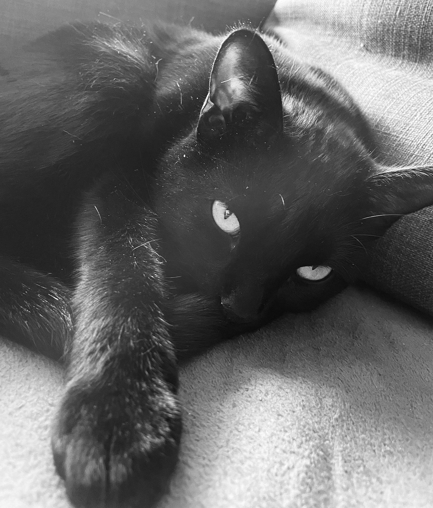 Mia participe au concours pour gagner de l'argent avec cette photo : black_cat, bombay, carnivore, cat, claw, comfort, domestic_short_haired_cat, eye, felidae, fur, gesture, mammal, monochrome_photography, paw, small_to_medium_sized_cats, snout, tail, terrestrial_animal, vertebrate, whiskers