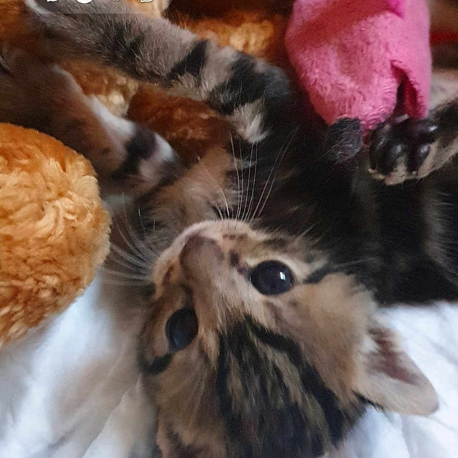 Rocket participe au concours pour gagner de l'argent avec cette photo : abyssinian, animal, book, cat, cushion, face, head, homedecor, indoors, kitten, manx, person, pet, photography, plush, portrait, publication, sleeping, teddybear, toy
