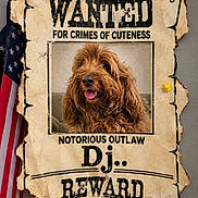 Dj joined the competition — help win amazing prizes! american_flag, brown_dog, cute, dog, fluffy, humor, long_hair, outlaw, paper, parchment, photography, portrait, pushpin, shaggy_dog, tongue_out, torn_paper, vintage, wall, wanted_poster, western
