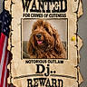 american_flag, brown_dog, cute, dog, fluffy, humor, long_hair, outlaw, paper, parchment, photography, portrait, pushpin, shaggy_dog, tongue_out, torn_paper, vintage, wall, wanted_poster, western