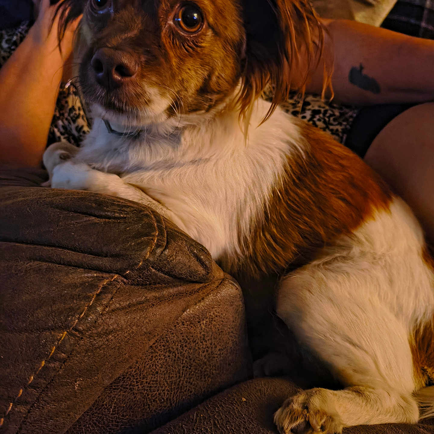 Fluffy Saldana is registered to the contest to win money with this photo: dog, pet, puppy, small_dog, brown_and_white, fluffy, long_ears, wide_eyes, expressive_face, sitting, lounging, couch, sofa, indoor, home, cozy, warm_lighting, portrait, animal, relaxed