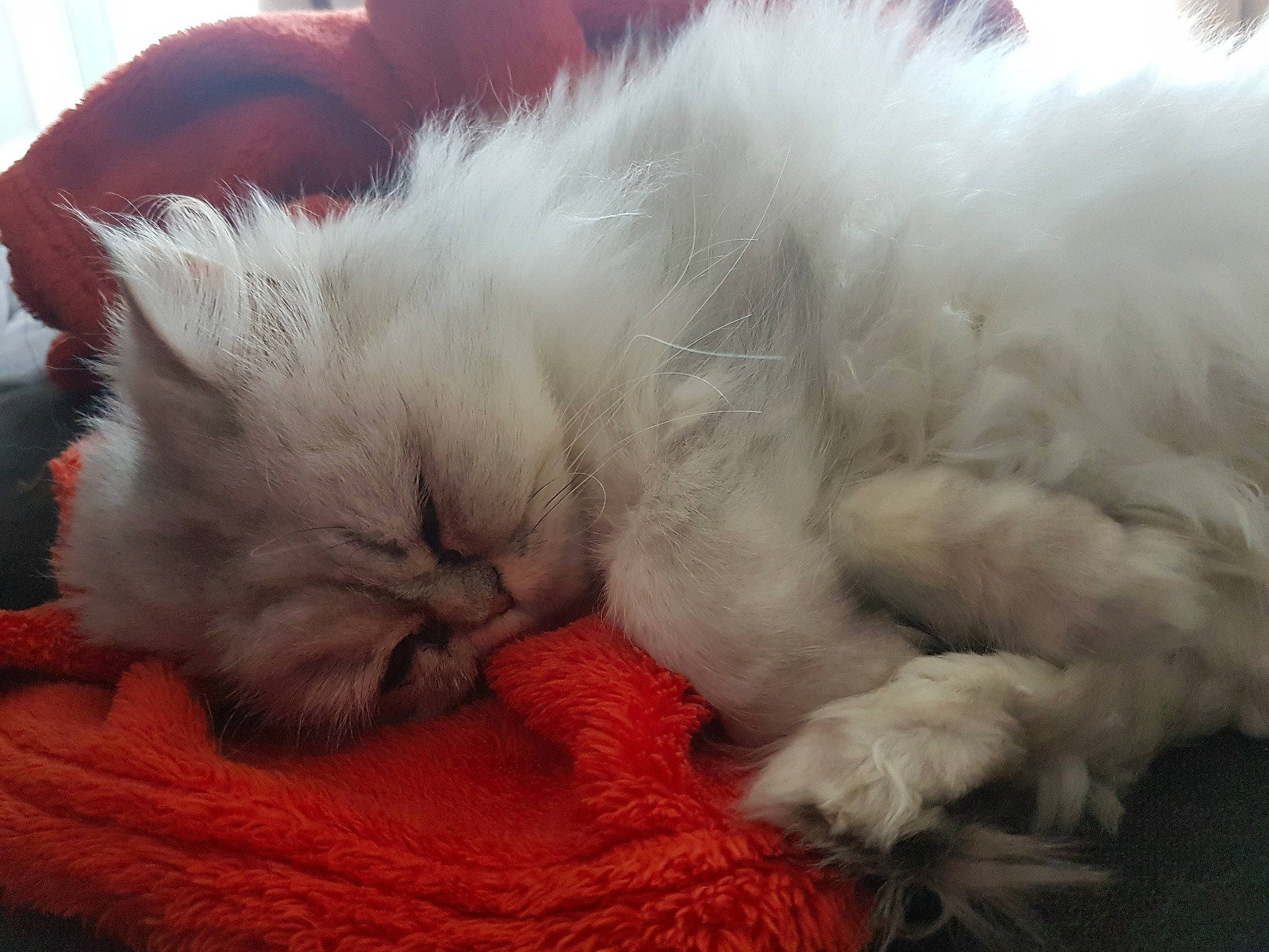 Arizona participe au concours pour gagner de l'argent avec cette photo : british_longhair, british_semi_longhair, carnivore, cat, domestic_long_haired_cat, felidae, fur, himalayan, mammal, nap, nose, paw, persian, ragdoll, sleep, small_to_medium_sized_cats, snout, whiskers