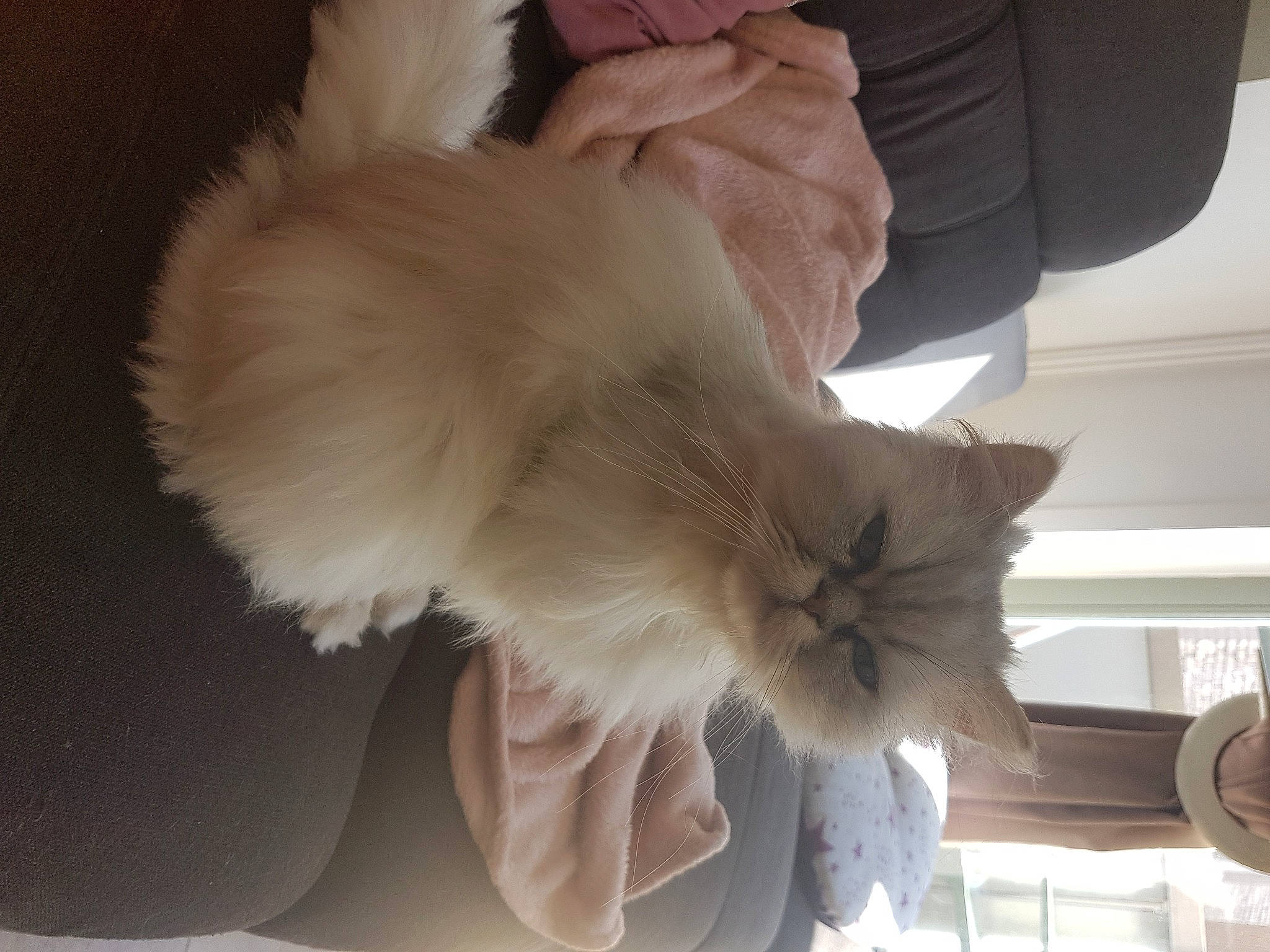 Arizona a rejoint le concours — aidez-le/la à gagner de superbes lots ! carnivore, cat, claw, domestic_long_haired_cat, ear, fawn, felidae, fur, kitten, norwegian_forest_cat, paw, persian, polydactyl_cat, ragamuffin, ragdoll, small_to_medium_sized_cats, tail, turkish_van, whiskers