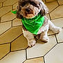 dog, bandana, green, pet, indoor, floor, tile, cute, fluffy, sitting, animal, fur, small_dog, companion, domestic_animal, brown, white, adorable, friendly, indoors