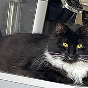 Francis is registered to the contest to win money with this photo: animal, appliance, black_fur, cat, close_up, cute, domestic_cat, feline, fur, household, indoor, kitchen_counter, pet, portrait, relaxed, resting, tuxedo_cat, whiskers, white_fur, yellow_eyes
