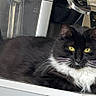 animal, appliance, black_fur, cat, close_up, cute, domestic_cat, feline, fur, household, indoor, kitchen_counter, pet, portrait, relaxed, resting, tuxedo_cat, whiskers, white_fur, yellow_eyes