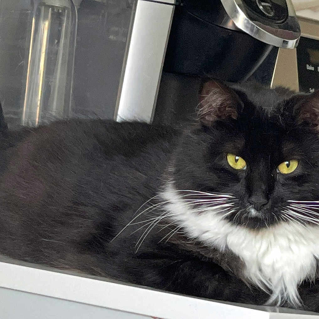 Francis is registered to the contest to win money with this photo: animal, appliance, black_fur, cat, close_up, cute, domestic_cat, feline, fur, household, indoor, kitchen_counter, pet, portrait, relaxed, resting, tuxedo_cat, whiskers, white_fur, yellow_eyes