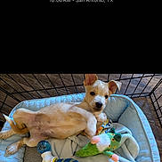 Kobu is registered to the contest to win money with this photo: puppy, dog, bed, blanket, toy, blue, cute, pet, indoor, floor, playful, young, canine, resting, cozy, fur, ears, looking, animal, domestic