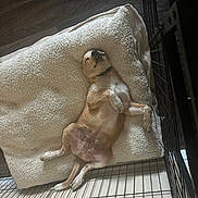 Kobu joined the competition — help win amazing prizes! animal, bed, canine, collar, comfort, crate, cute, dog, domestic, floor, fluffy, furry, indoor, peaceful, pet, puppy, relaxed, resting, sleeping, young_dog