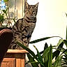 cat, tabby, indoor, plant, wooden_table, greenery, pet, feline, domestic_animal, houseplant, leaf, fur, whiskers, sitting, portrait, animal, home_interior, natural_light, relaxed, curious