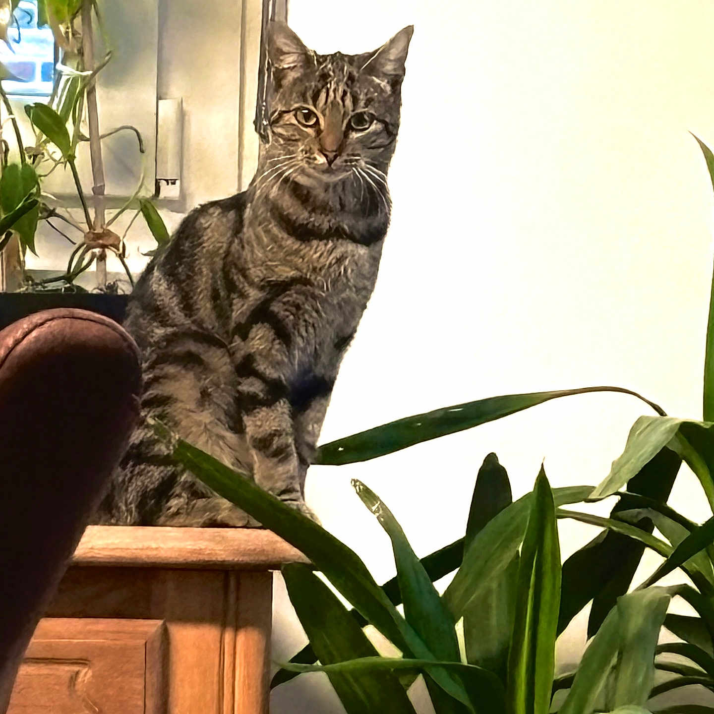 Mini a rejoint le concours — aidez-le/la à gagner de superbes lots ! cat, tabby, indoor, plant, wooden_table, greenery, pet, feline, domestic_animal, houseplant, leaf, fur, whiskers, sitting, portrait, animal, home_interior, natural_light, relaxed, curious