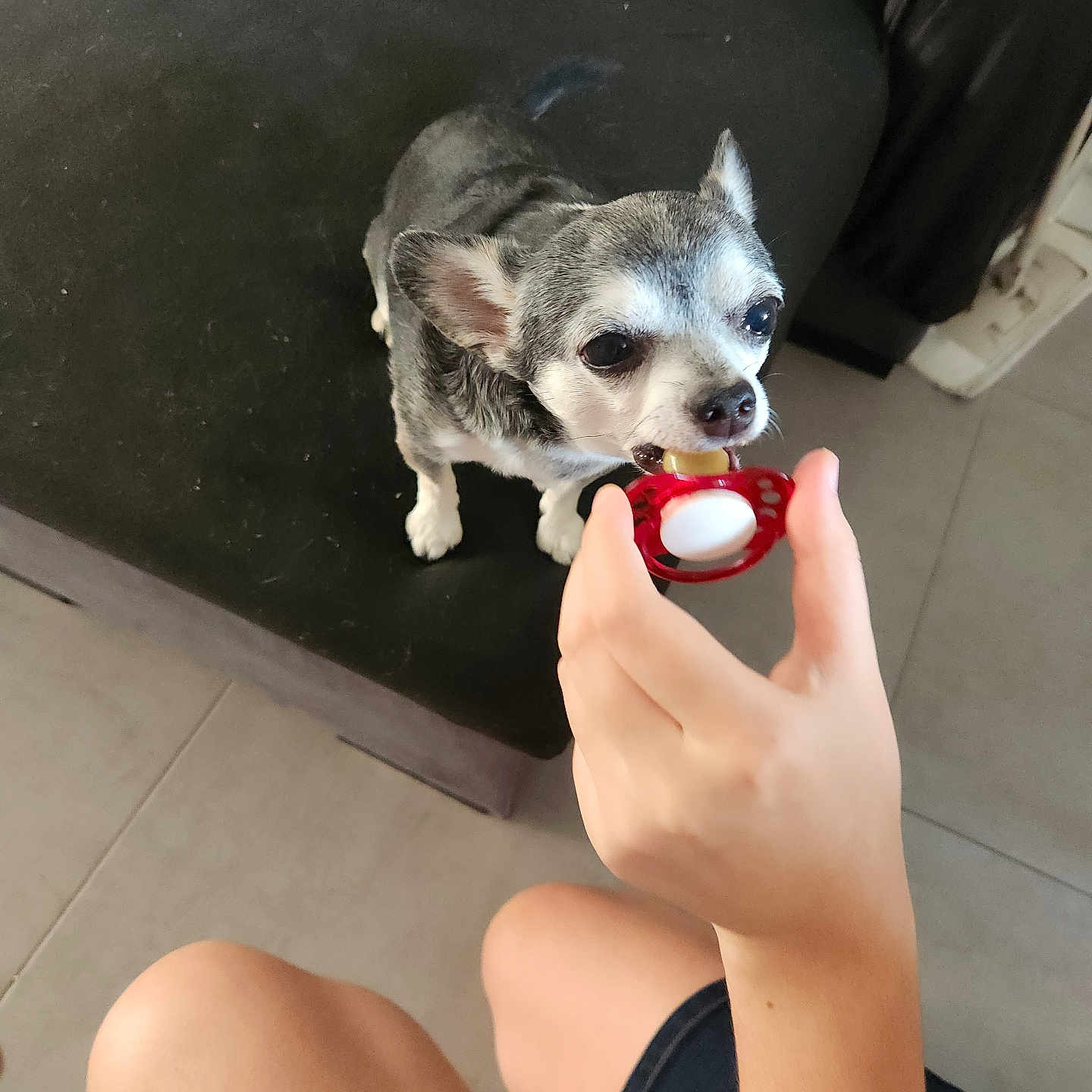 Oslo participe au concours pour gagner de l'argent avec cette photo : chihuahua, dog, small_dog, pet, animal, canine, sitting, couch, sofa, toy, red_toy, chewing, nibbling, human_hand, indoor, home, pillow, tile_floor, black_and_white, close_up