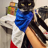 Heidi a rejoint le concours — aidez-le/la à gagner de superbes lots ! cat, tuxedo_cat, animal, pet, black_fur, white_fur, yellow_eyes, whiskers, pointed_ears, portrait, close_up, costume, cape, blue_fabric, red_fabric, white_fabric, held, indoor, household, funny