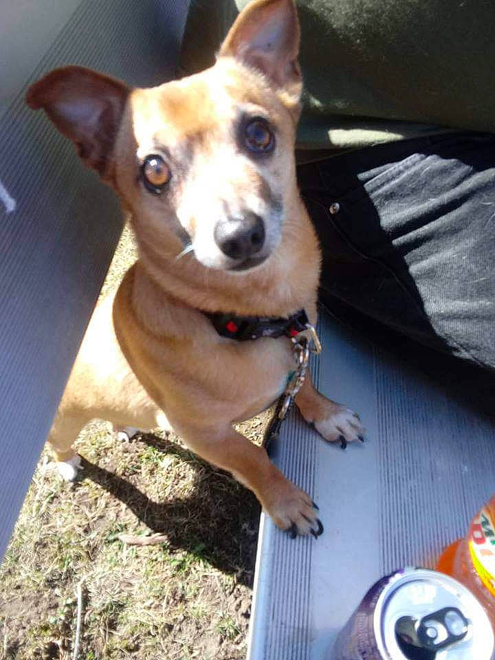 Donnie is registered to the contest to win money with this photo: canidae, carnivore, chihuahua, corgi_chihuahua, dog, dog_breed, fawn, feist, mammal, miniature_fox_terrier, miniature_pinscher, rare_breed_dog, rat_terrier, toy_dog, vertebrate