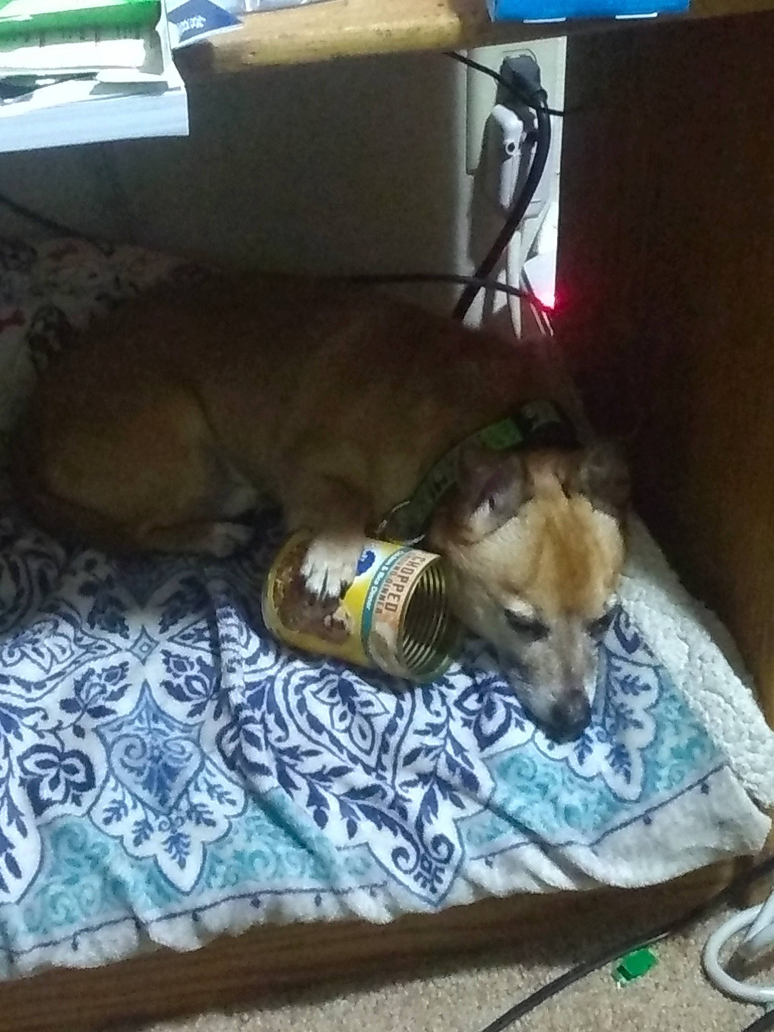 Donnie joined the competition — help win amazing prizes! bed, canidae, carnivore, companion_dog, couch, dog, dog_breed, fawn, guard_dog, lurcher, nap, puppy, rhodesian_ridgeback, sleep, sporting_group, vizsla, whippet