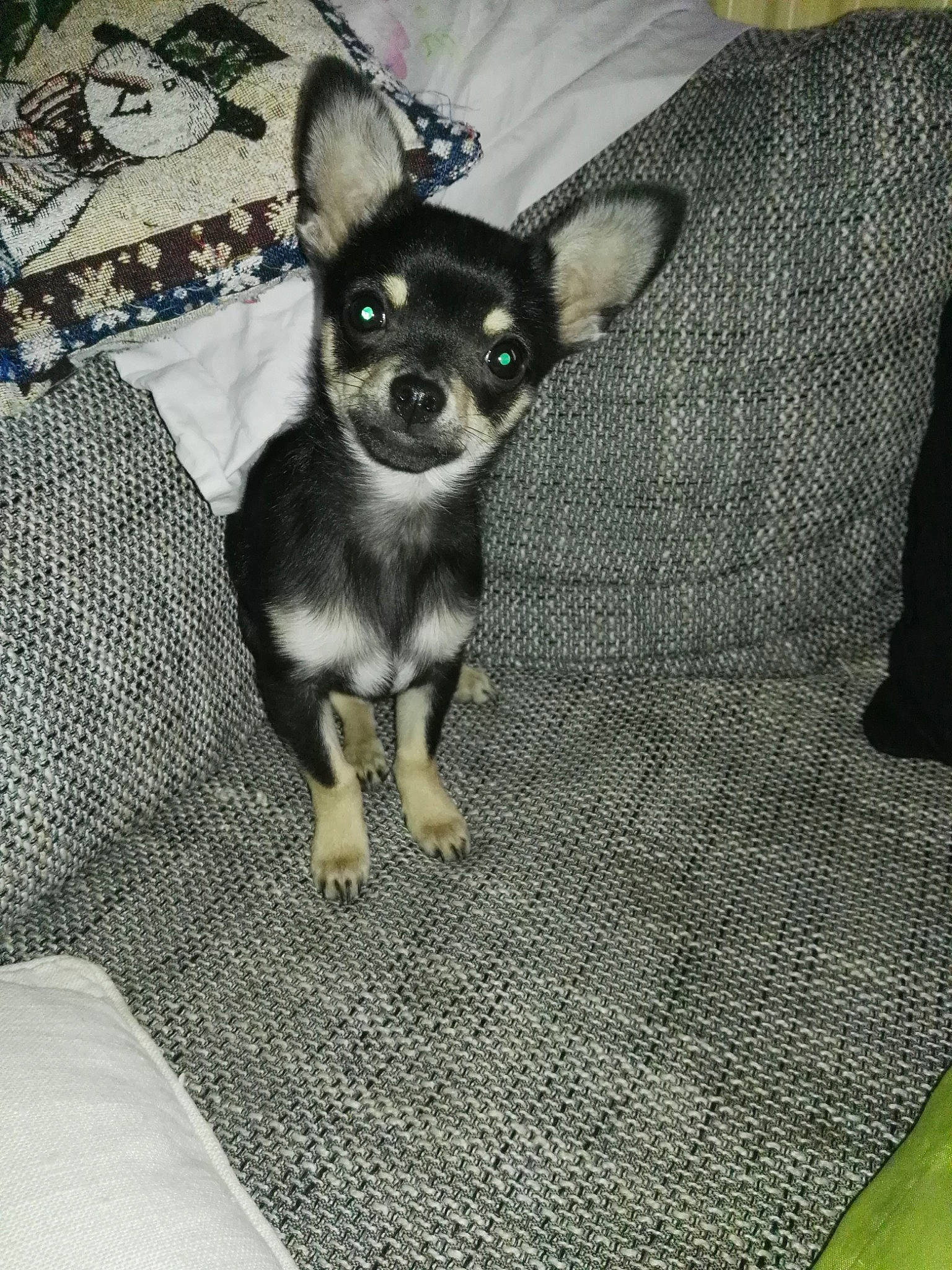 Aramis participe au concours pour gagner de l'argent avec cette photo : canidae, carnivore, chihuahua, companion_dog, corgi_chihuahua, dog, dog_breed, english_toy_terrier, fawn, mammal, miniature_fox_terrier, miniature_pinscher, prazsky_krysarik, puppy, russkiy_toy, snout, teddy_roosevelt_terrier, toy_dog, toy_fox_terrier, vertebrate