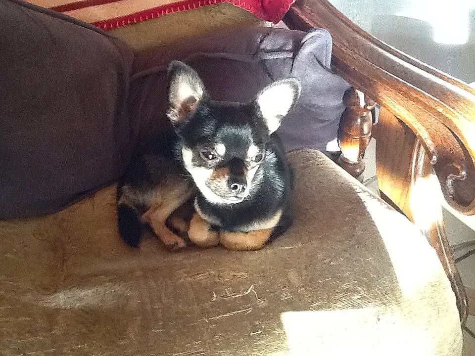 Aramis a rejoint le concours — aidez-le/la à gagner de superbes lots ! canidae, carnivore, chihuahua, companion_dog, dog, dog_breed, fawn, lancashire_heeler, mammal, miniature_pinscher, prazsky_krysarik, puppy, toy_dog, vertebrate