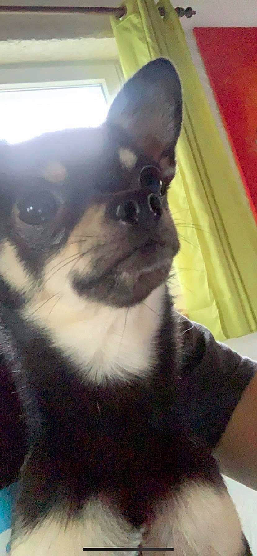 Aramis participe au concours pour gagner de l'argent avec cette photo : canidae, carnivore, companion_dog, dog, dog_breed, ear, fawn, mammal, nose, puppy, snout, toy_dog, vertebrate, whiskers