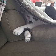 Tito joined the competition — help win amazing prizes! cat, comfort, fawn, felidae, foot, fur, hand, human_body, human_leg, kitten, leg, small_to_medium_sized_cats, sole, tail, thigh