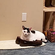 Stoli joined the competition — help win amazing prizes! carnivore, cat, domestic_short_haired_cat, fawn, felidae, furniture, kitten, sitting, small_to_medium_sized_cats, snout, table, tail, whiskers