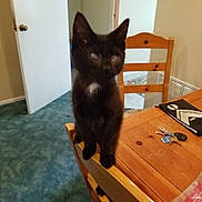 Ole Smoky Moonshine is registered to the contest to win money with this photo: black_cat, carnivore, cat, domestic_short_haired_cat, felidae, kitten, room, small_to_medium_sized_cats, whiskers