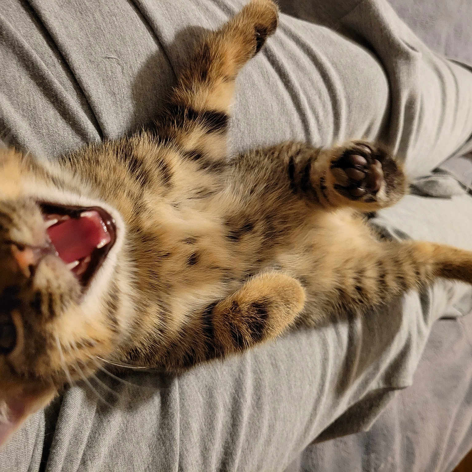 Marv