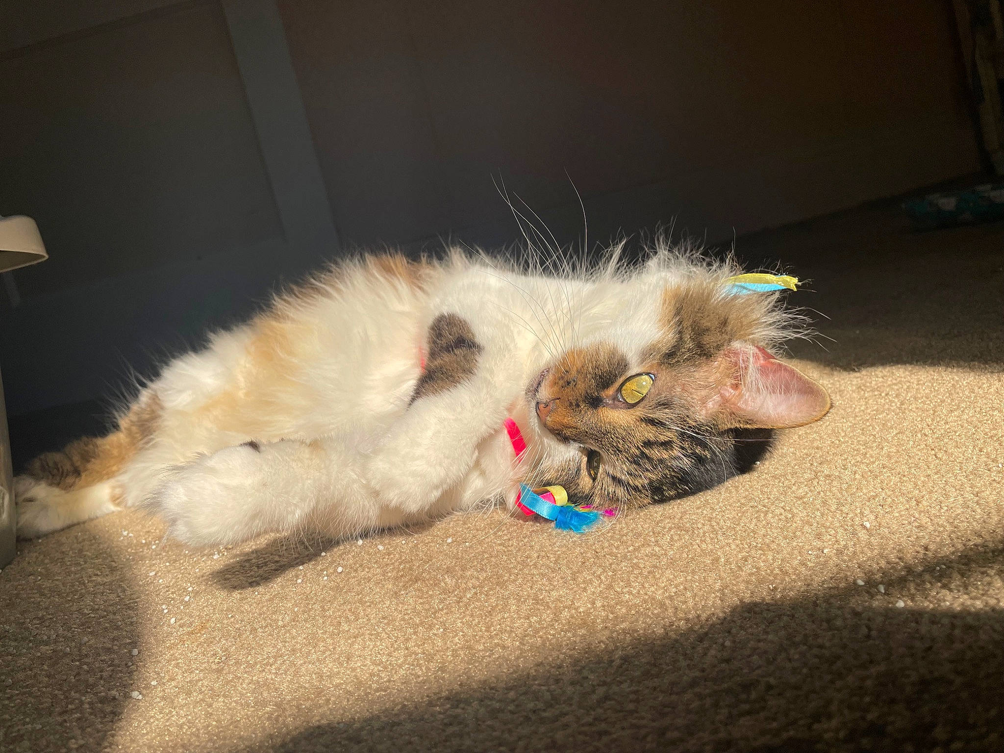 Ally is registered to the contest to win money with this photo: asphalt, canidae, carnivore, cat, claw, companion_dog, dog_breed, domestic_short_haired_cat, fawn, felidae, foot, fur, lamp, paw, road_surface, small_to_medium_sized_cats, snout, sporting_group, tail, whiskers