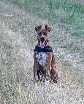 Xena a rejoint le concours — aidez-le/la à gagner de superbes lots ! carnivore, collar, companion_dog, dog, dog_breed, dog_collar, dog_supply, grass, grassland, liver, non_sporting_group, pet_supply, prairie, soil, steppe, tail, terrestrial_animal, terrier, working_animal, working_dog