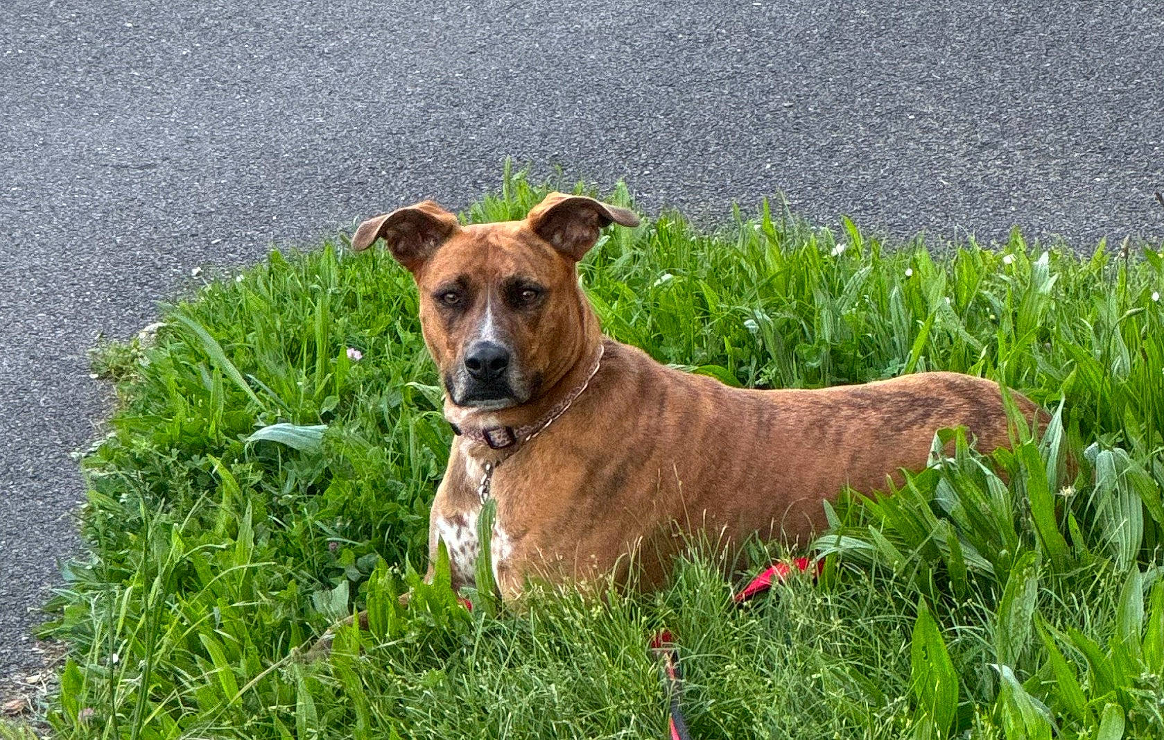 Xena a rejoint le concours — aidez-le/la à gagner de superbes lots ! ancient_dog_breeds, carnivore, collar, companion_dog, dog, dog_breed, dog_collar, fawn, grass, grassland, groundcover, hunting_dog, liver, plant, prairie, sporting_group, terrestrial_animal, working_animal, working_dog