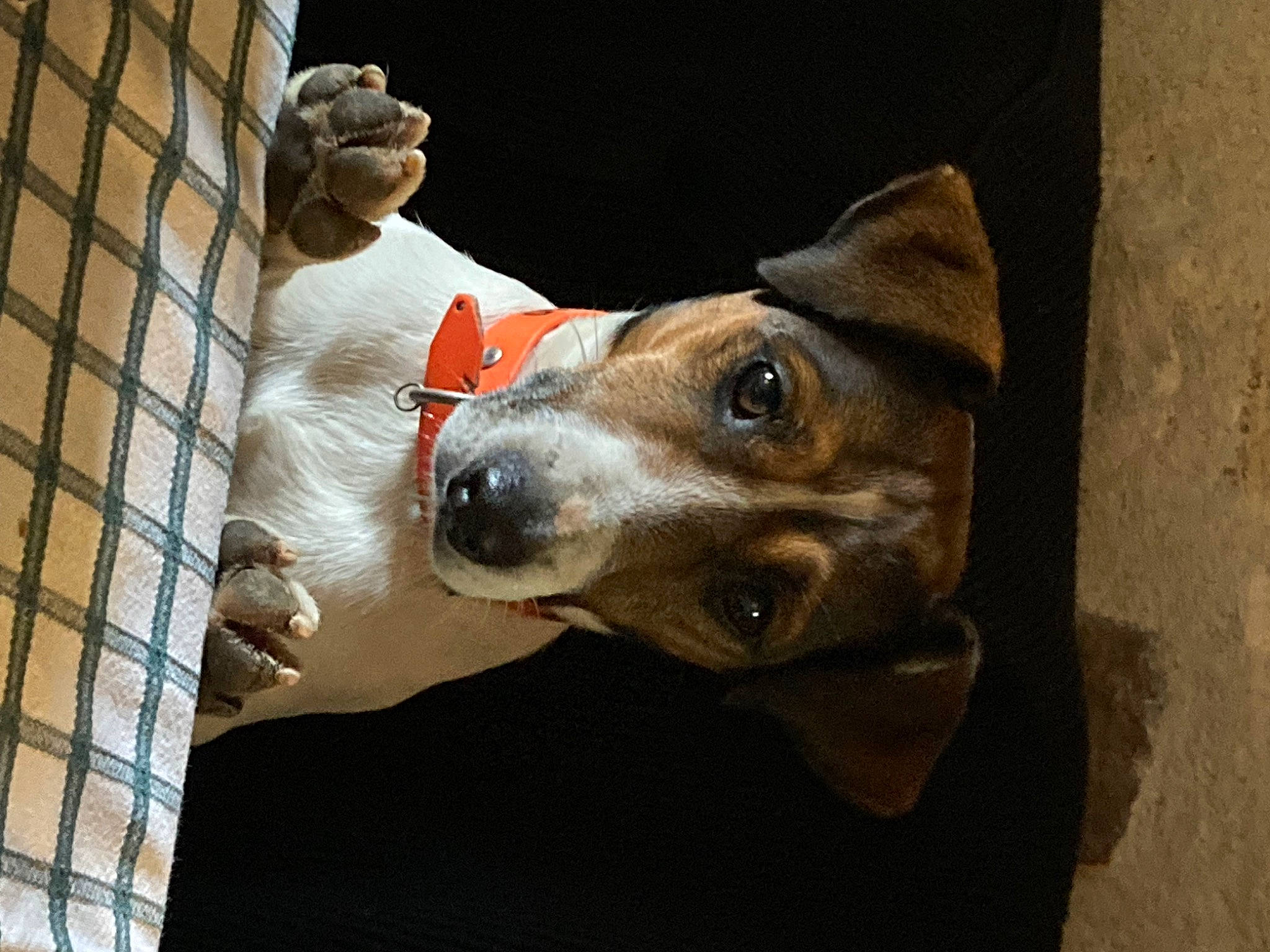 Onyx participe au concours pour gagner de l'argent avec cette photo : canidae, carnivore, collar, companion_dog, dog, dog_breed, dog_clothes, dog_collar, ear, fawn, guard_dog, jaw, non_sporting_group, personal_protective_equipment, snout, sporting_group, whiskers, wood, working_animal