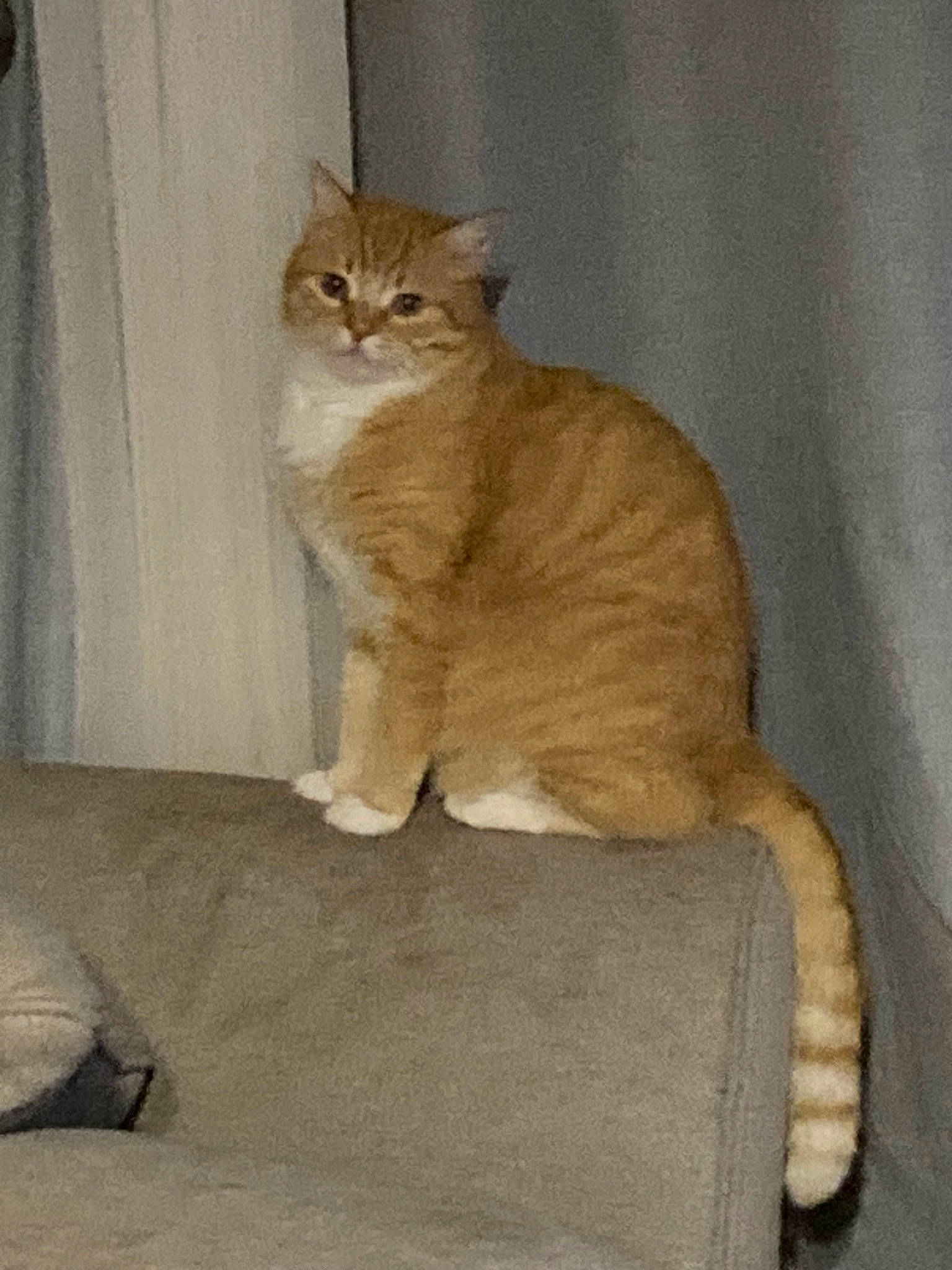 Chaussette a rejoint le concours — aidez-le/la à gagner de superbes lots ! beige, carnivore, cat, claw, comfort, domestic_short_haired_cat, fawn, felidae, flooring, fur, paw, small_to_medium_sized_cats, snout, tail, terrestrial_animal, whiskers, window, wood