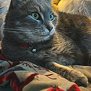Blue participe au concours pour gagner de l'argent avec cette photo : animal, bedroom, blanket, cat, chair, closeup, colorful, cozy, domestic_cat, feline, fur, gray_cat, indoor, pet, pillow, relaxing, resting, soft_light, tabby, whiskers