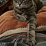 Blue a rejoint le concours — aidez-le/la à gagner de superbes lots ! bell, blanket, cat, closeup, collar, couch, cozy, domestic_cat, feet, fur, furniture, gray_tabby, home, indoor, person_legs, pillow, relaxed, resting, stretching_paw, whiskers
